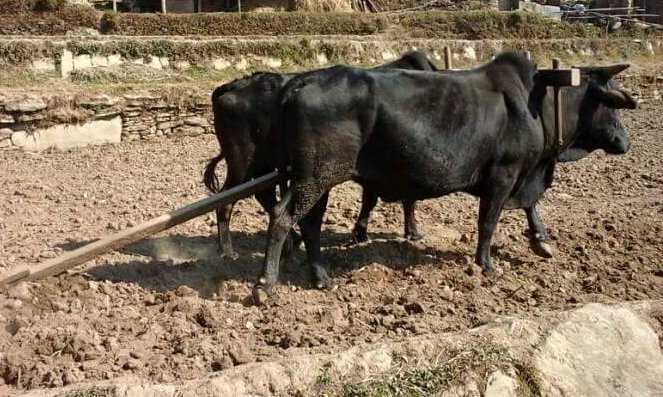 किसान खेत बारीमा व्यस्त