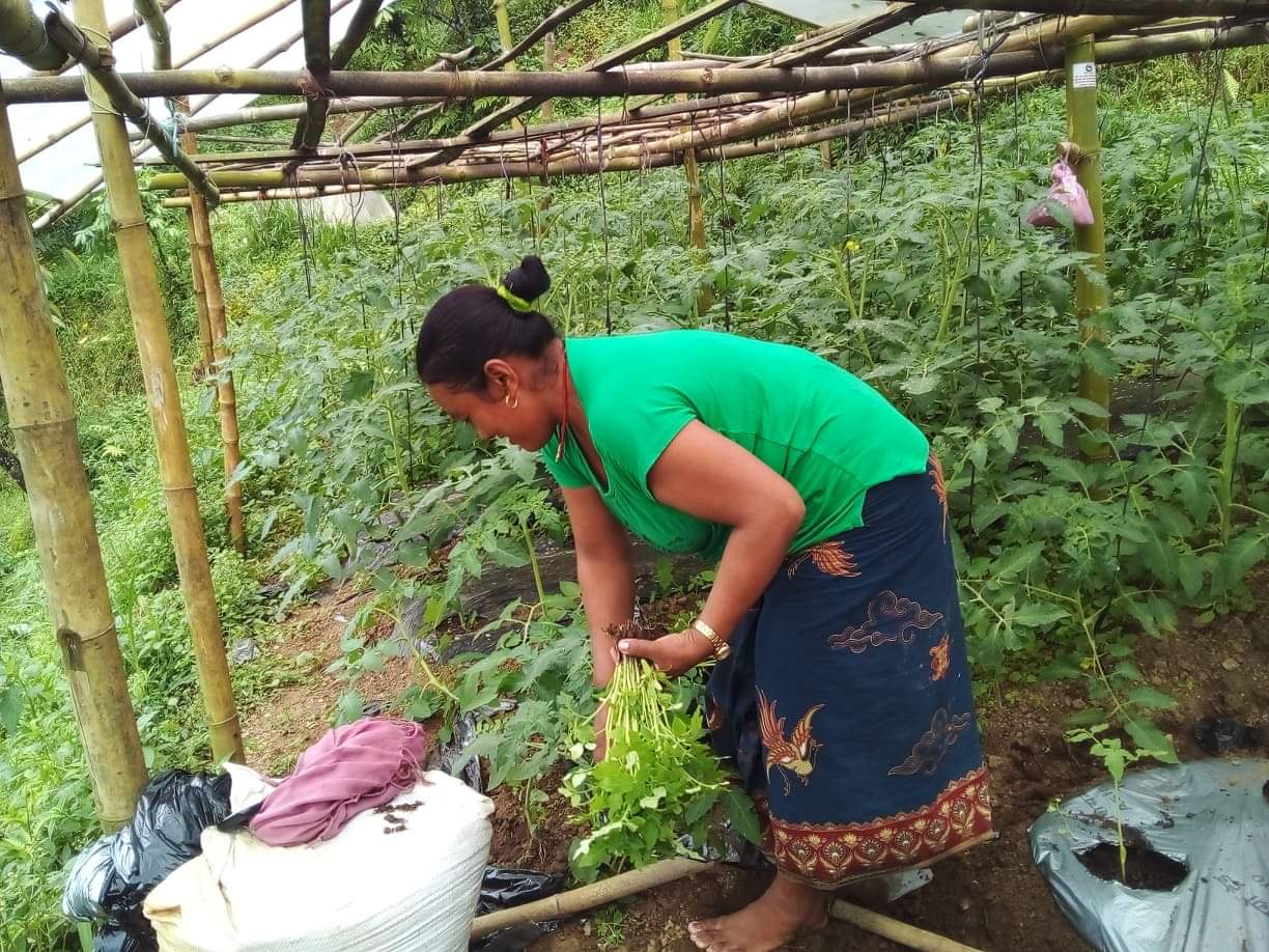 जल्पाका महिला टमाटर खेतीमा आकर्षण