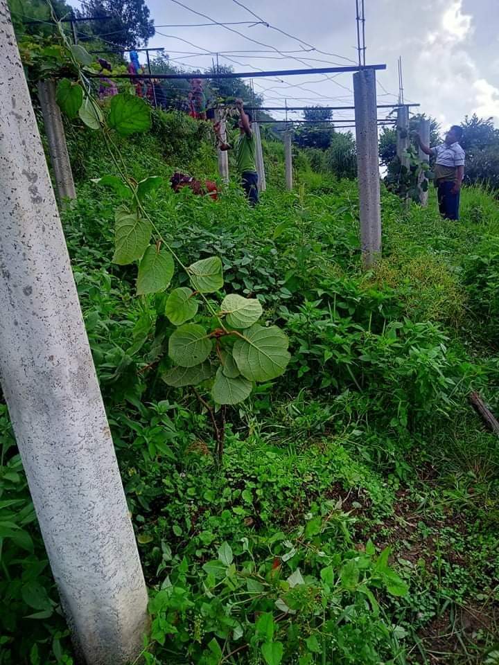 किवि  संगै तरकारी खेती गर्दै  जल्पा ढोलीमाराका किसान ।।