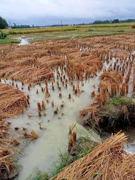 लगातार पानि परेपछि धान बालिमा क्षति विज्ञ के भन्छन्