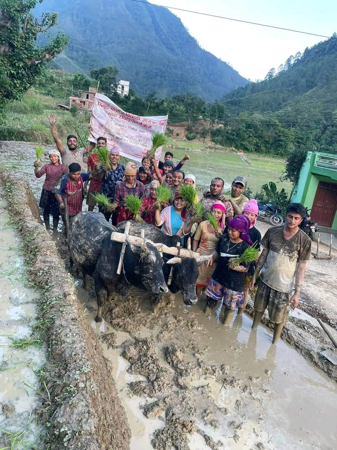 उद्बुद्ध कलेजका विद्यार्थीले गरे धान खेती ।।