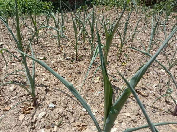 देवीनगरमा बारीमा लगाइएको मकैको बेर्ना उखलिएको छ ।