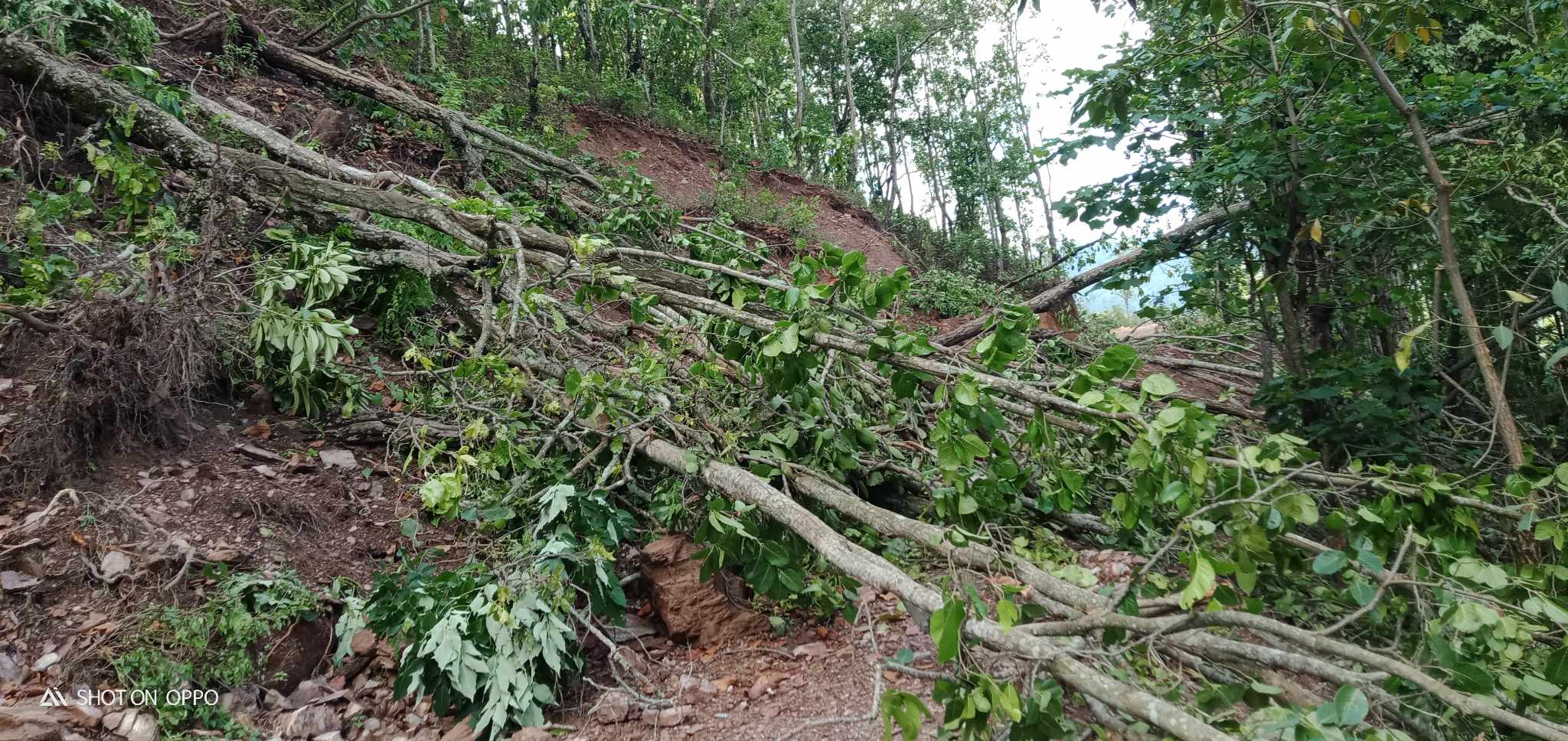 मटर गुड्ने बाटोमा मान्छे हिड्न सम्म नमिल्ने भयो ।।