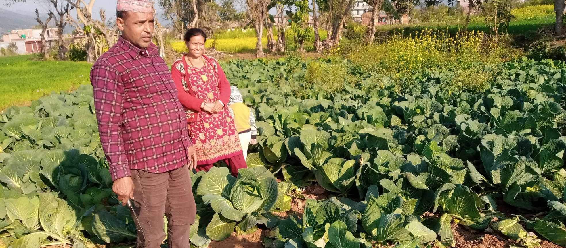 रामपुर नगरपालिका वडा नम्वर ५ का वडा अध्यक्ष पोखरेलको दम्पतीले लिए तरकारी खेतिबाट मनग्य आम्दानी