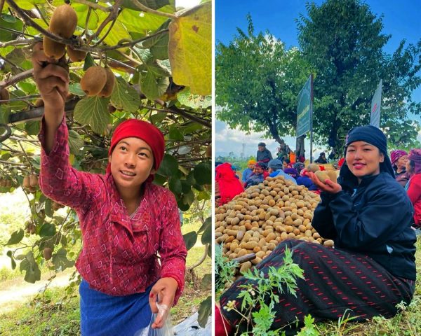 पाल्पाको पूर्वखोला–२ जल्पा ढोलीमारा क्षेत्रमा सामूहिक किवी खेतीबाट राम्रो उत्पादन