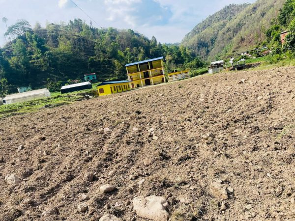 १२ वर्षदेखि पास नभएको उद्बुद्धको खेलमैदानमा मकै छरियो